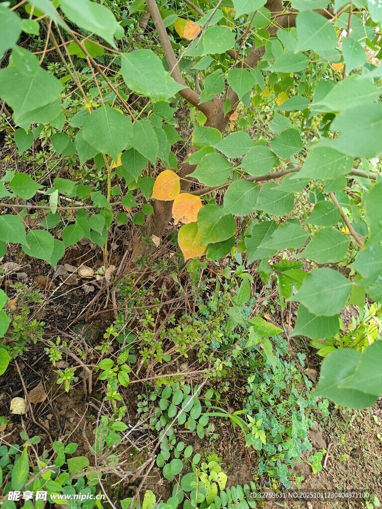 草叢中的橙色物體