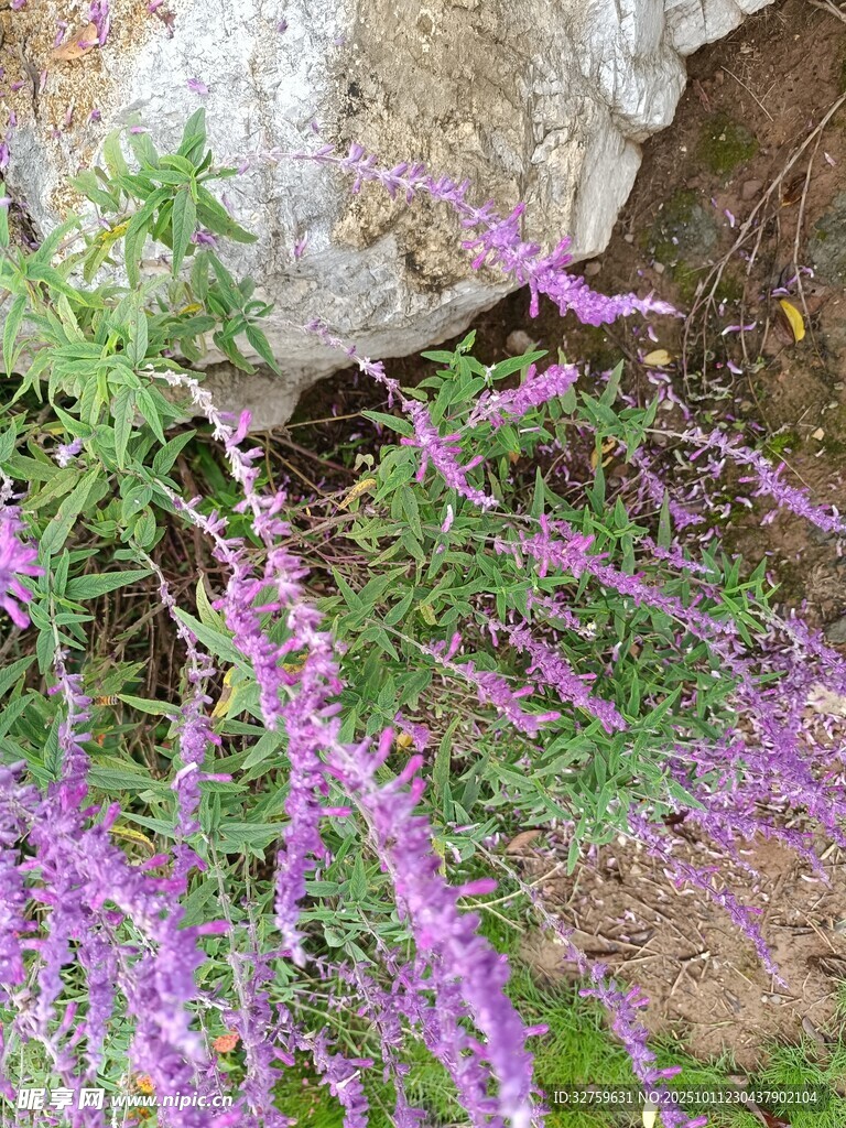 巖石旁綻放的紫色花草