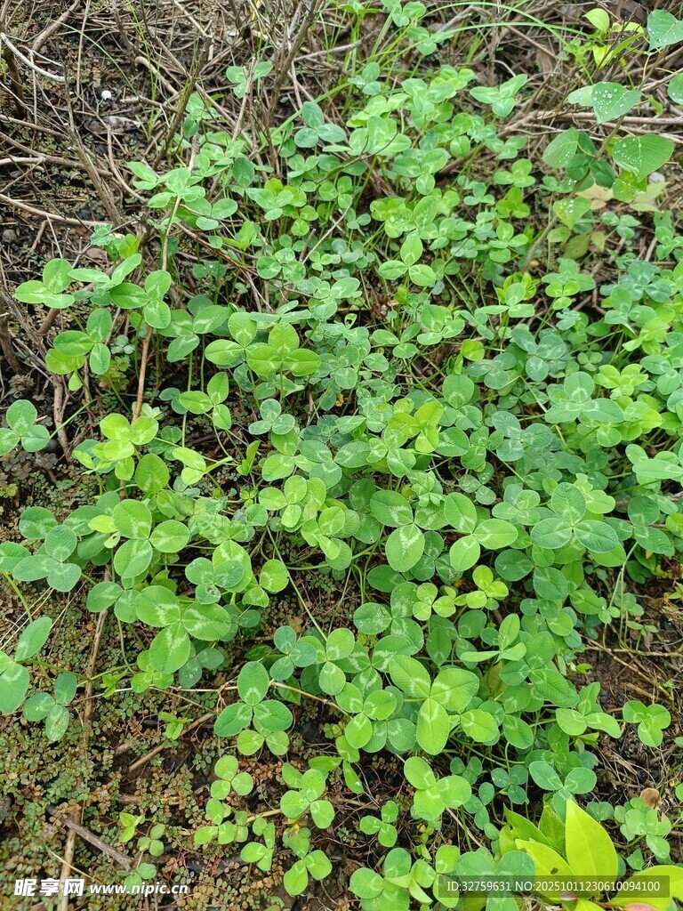 翠綠繁茂的地面綠植景觀
