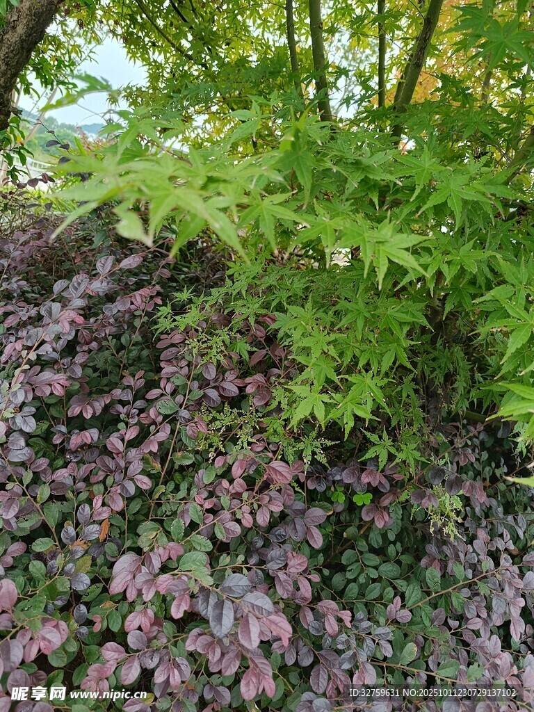 綠葉與紫葉植物相映成趣