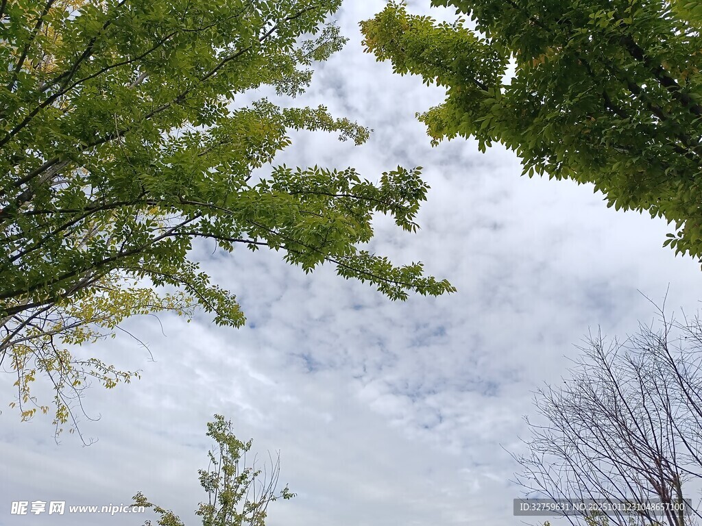 仰視綠樹與天空的景致