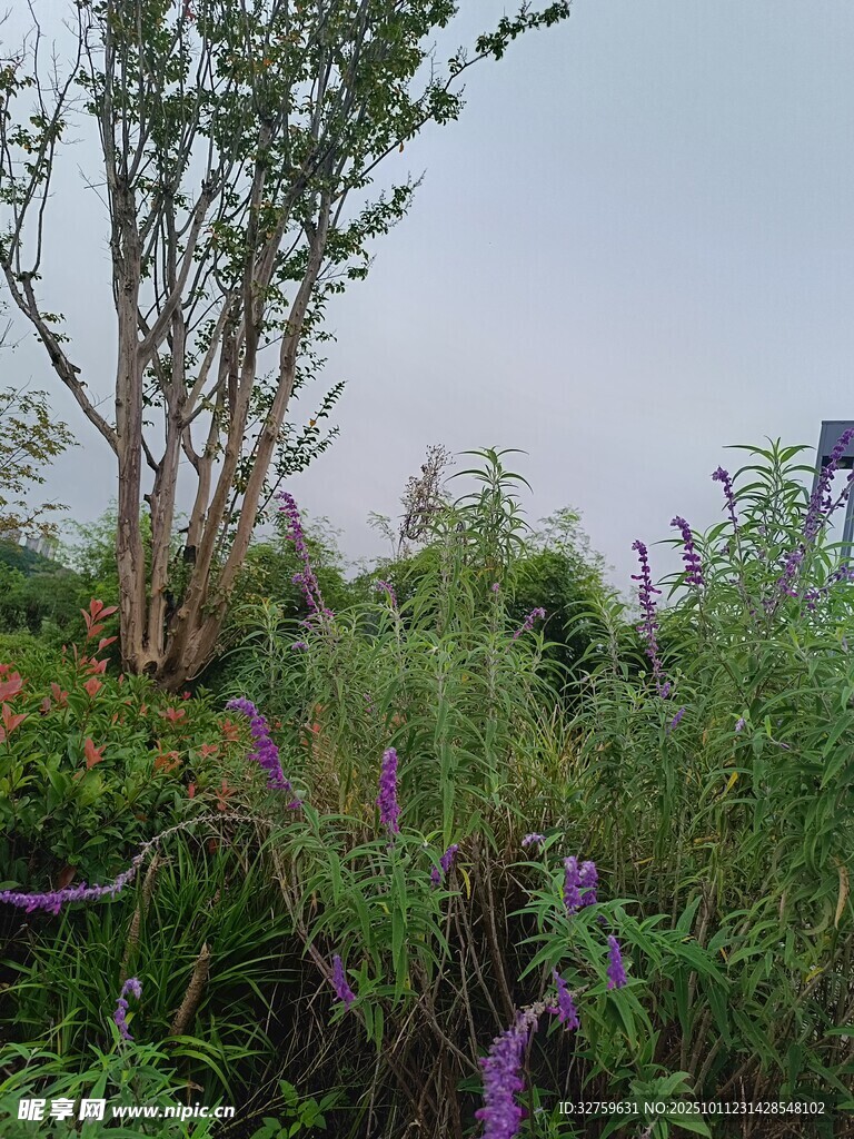 戶(hù)外繁茂植物景觀
