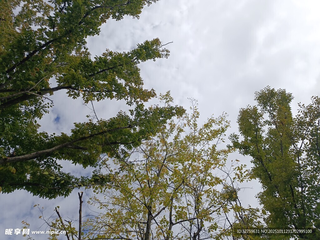 仰視綠樹與天空景象