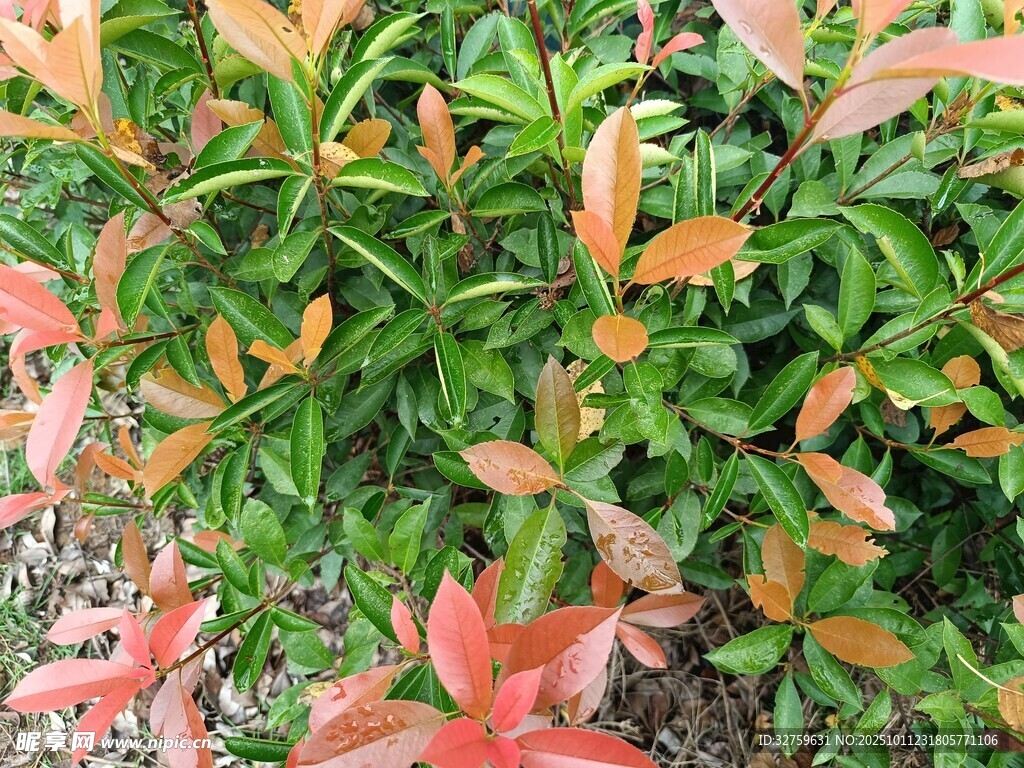 多彩葉片的綠植景觀