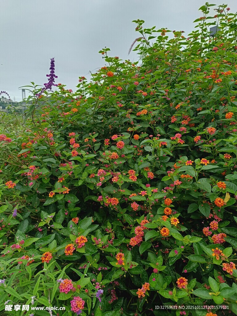繁茂花叢中的繽紛果實
