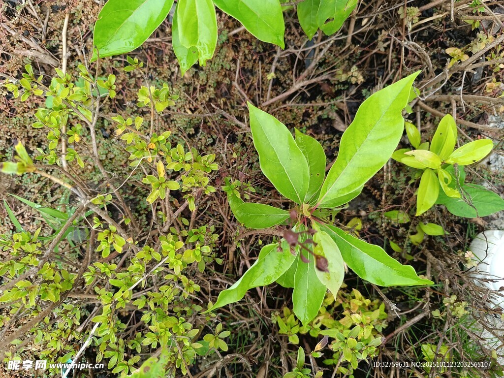 綠葉植物近景特寫