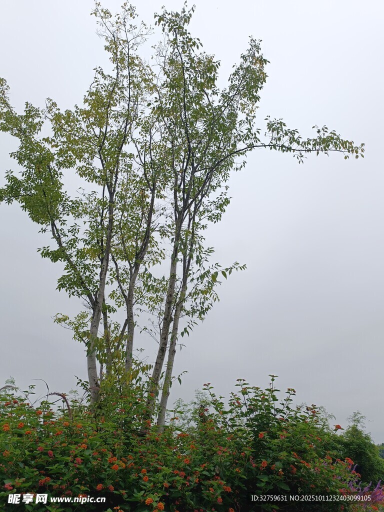 挺拔樹木立于綠植叢中