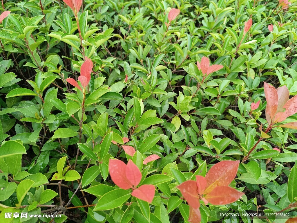 綠葉叢中點(diǎn)點(diǎn)紅
