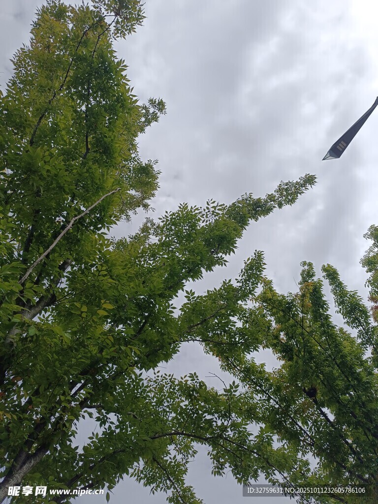 仰視蔥郁樹木與天空