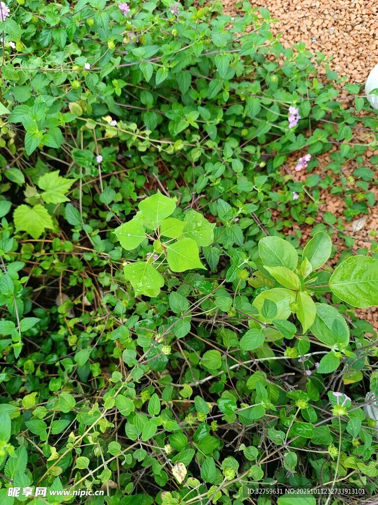 繁茂的綠色植物景觀