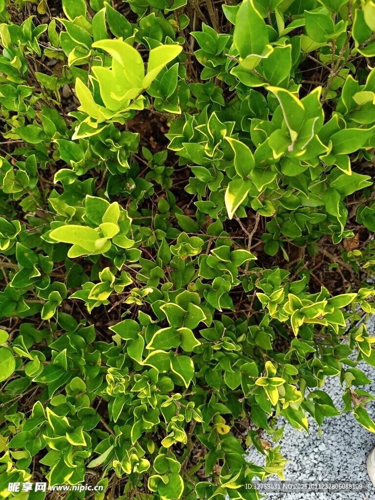 翠綠繁茂的地面綠植景觀