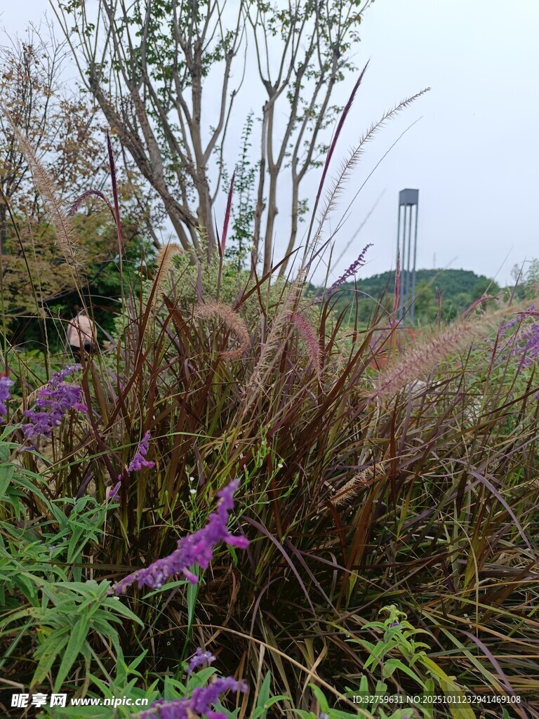 野外多彩植物景觀