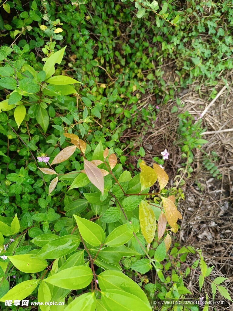 草叢中的神秘景象
