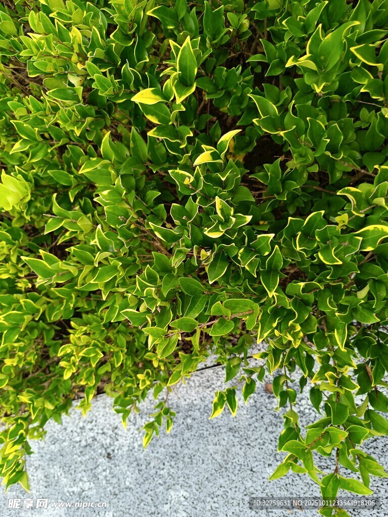 綠葉繁茂 