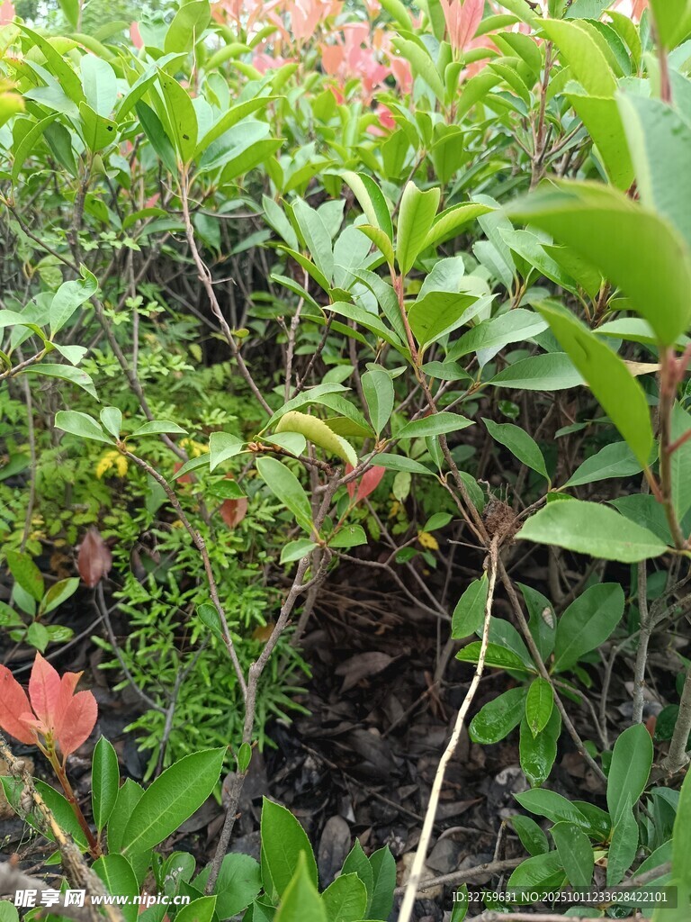 繁茂綠植中的艷麗花朵
