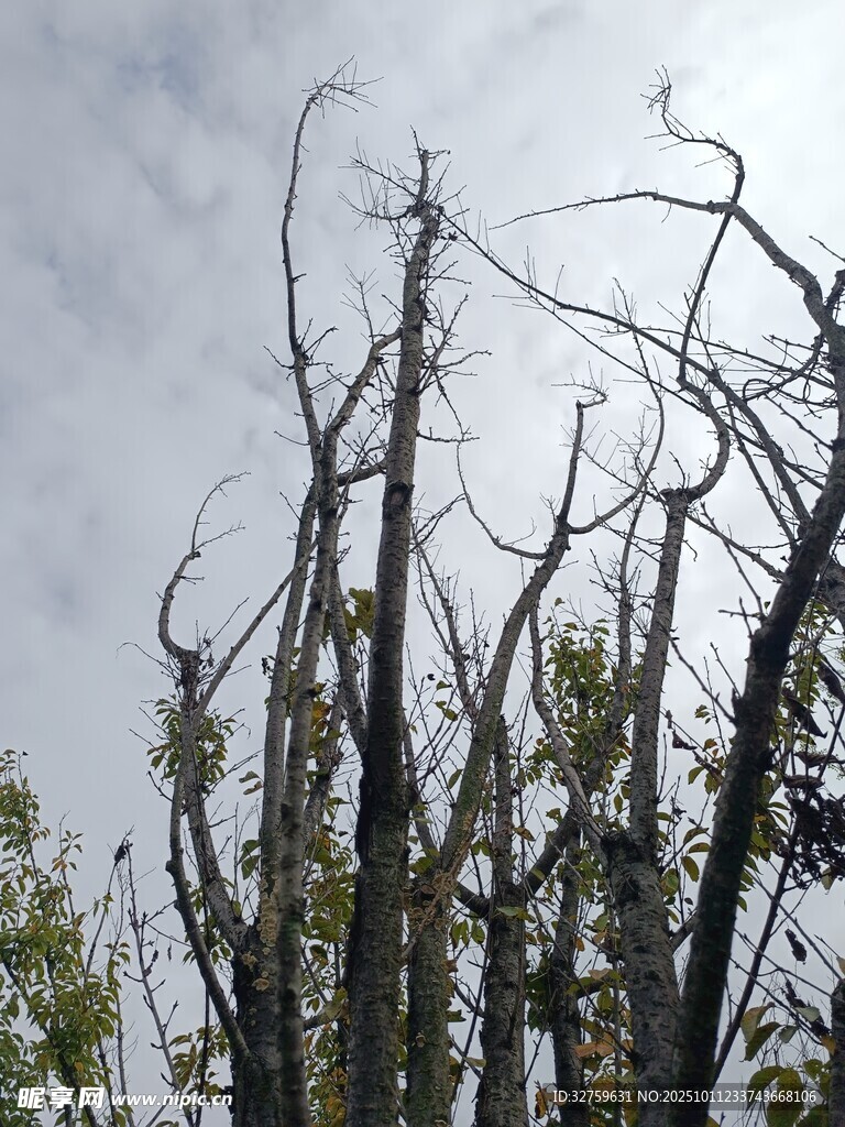 枯樹景象