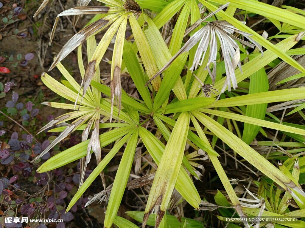 翠綠葉片的植物特寫