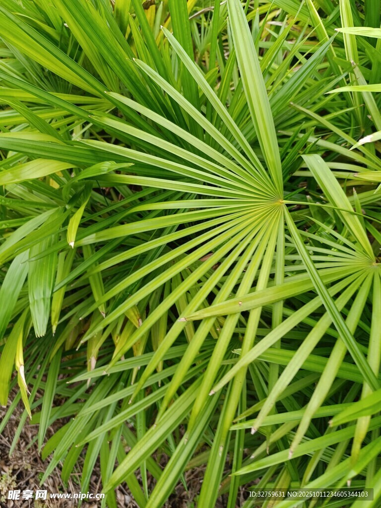 翠綠扇形葉片的熱帶植物