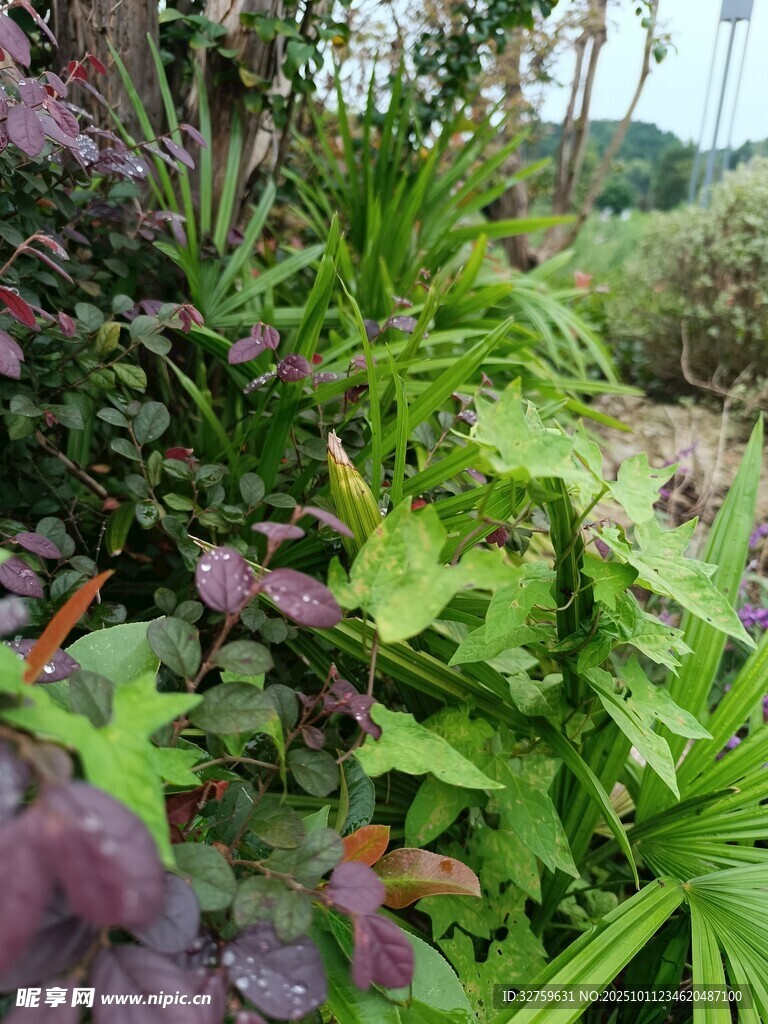 多彩繁茂的植物景觀