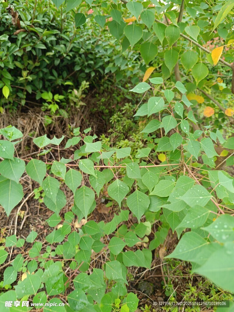 野外繁茂的綠色植物景象