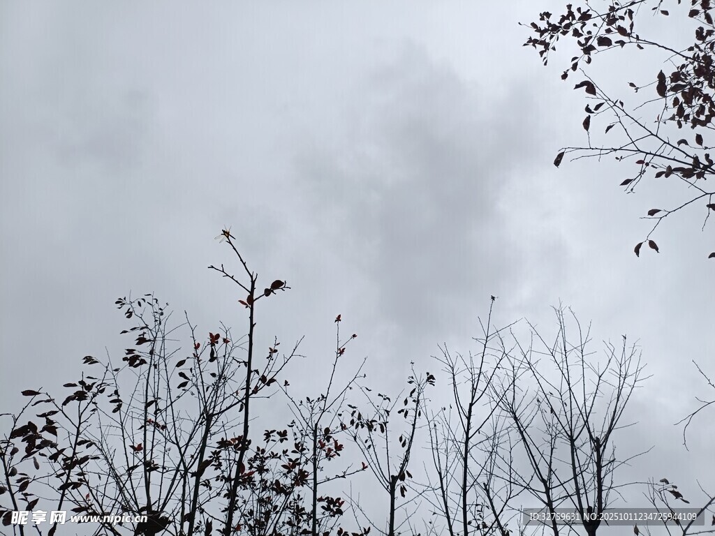 冬日枯樹與陰沉天空