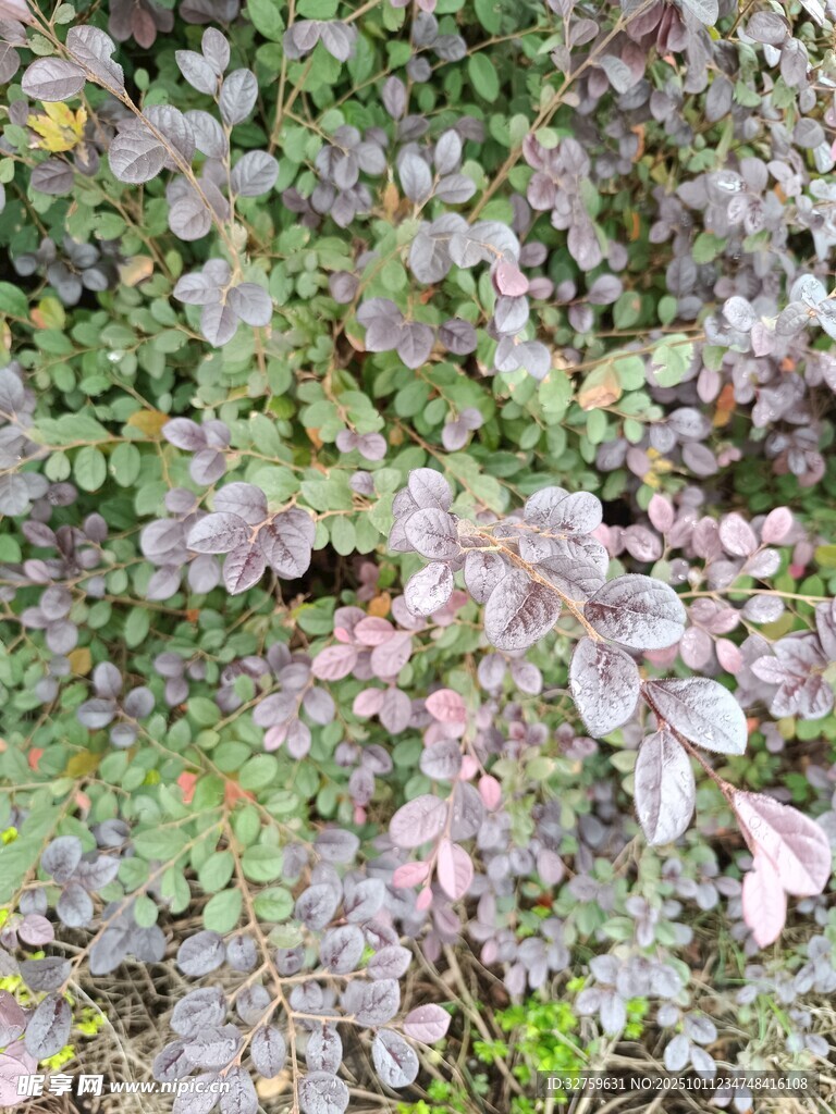 地面上的多彩植物群落