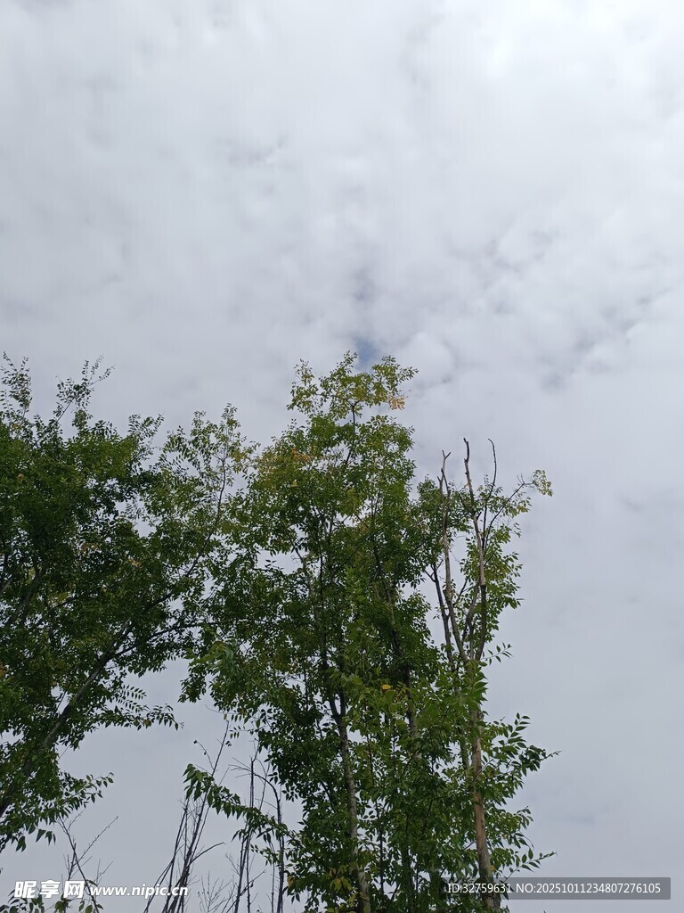 天空下的蔥郁樹木