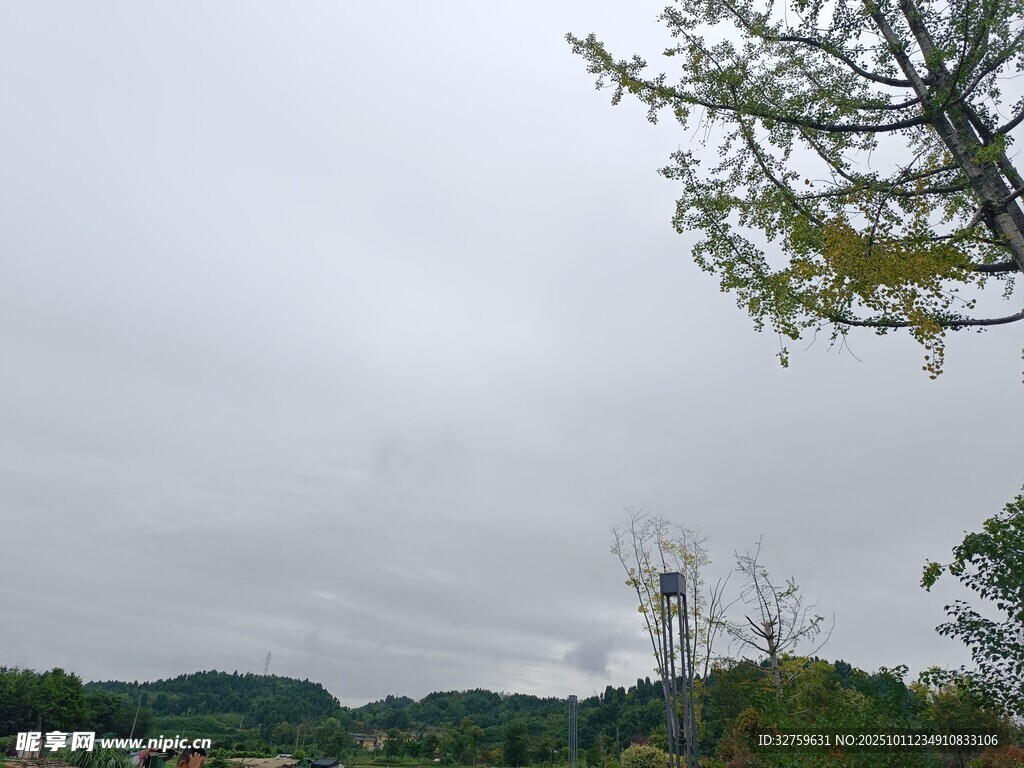 陰天山林樹梢景象