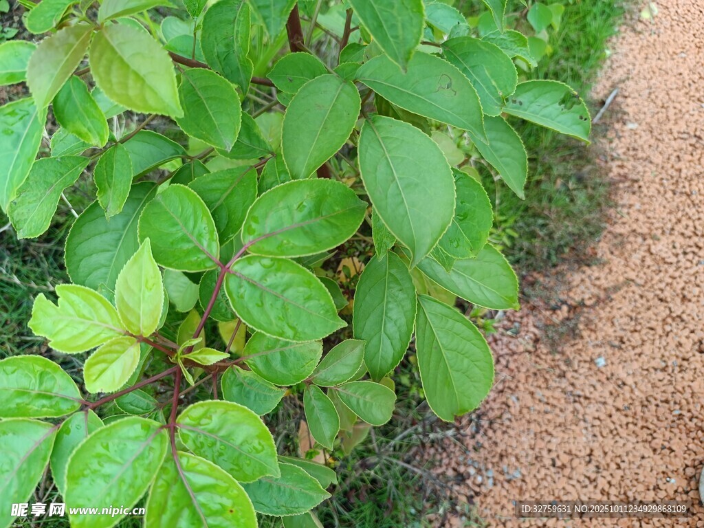 綠葉植物與泥土景觀