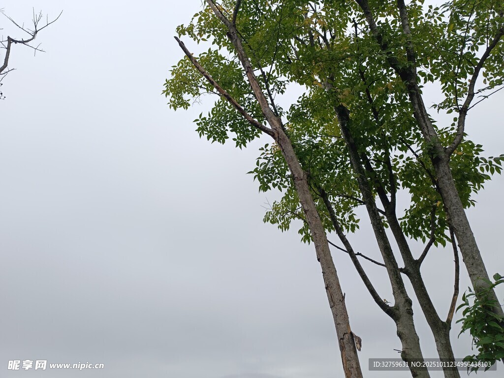 挺拔綠樹映灰白天空