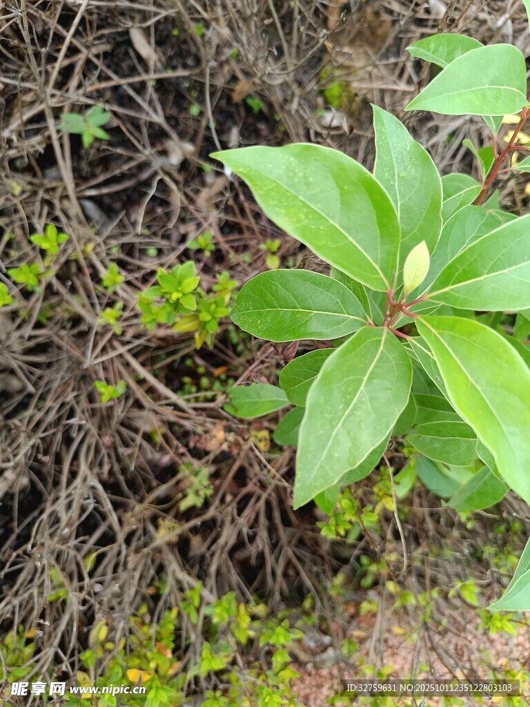 綠葉植物生長(zhǎng)于泥土間