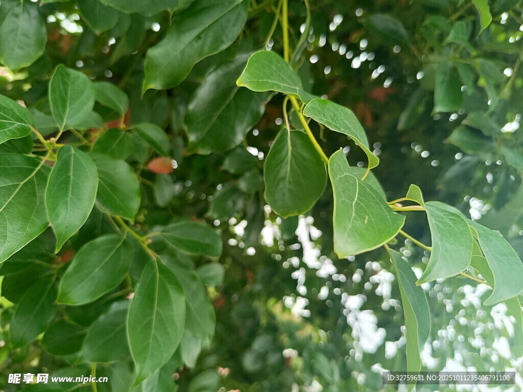 翠綠繁茂的樹(shù)葉