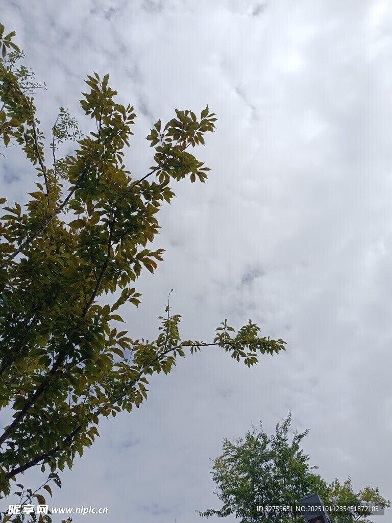 仰視綠樹與天空景象
