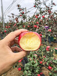 手捧咬過的新鮮紅蘋果