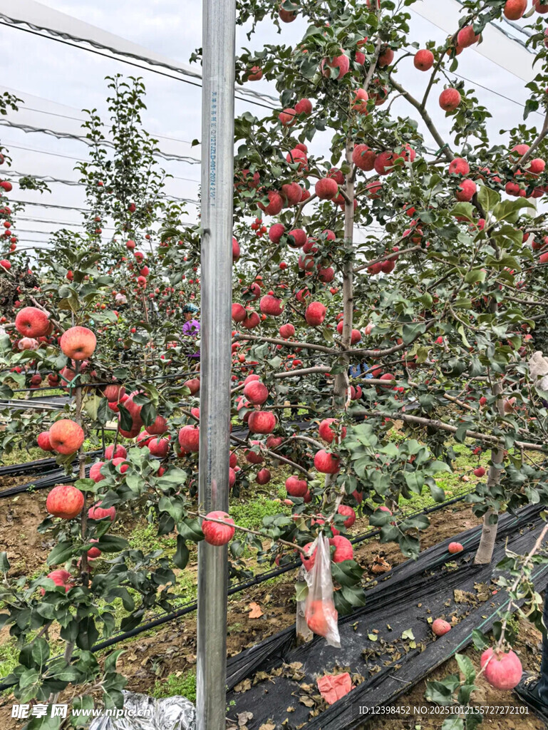 碩果累累的現(xiàn)代化蘋果果園
