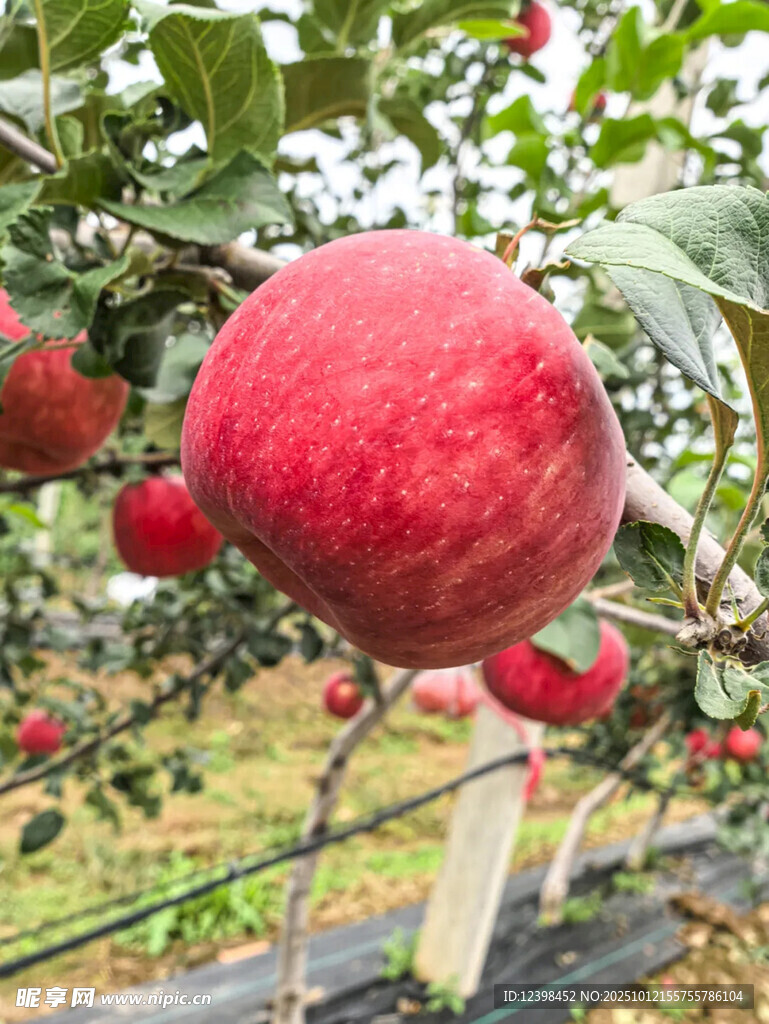 枝頭紅蘋果