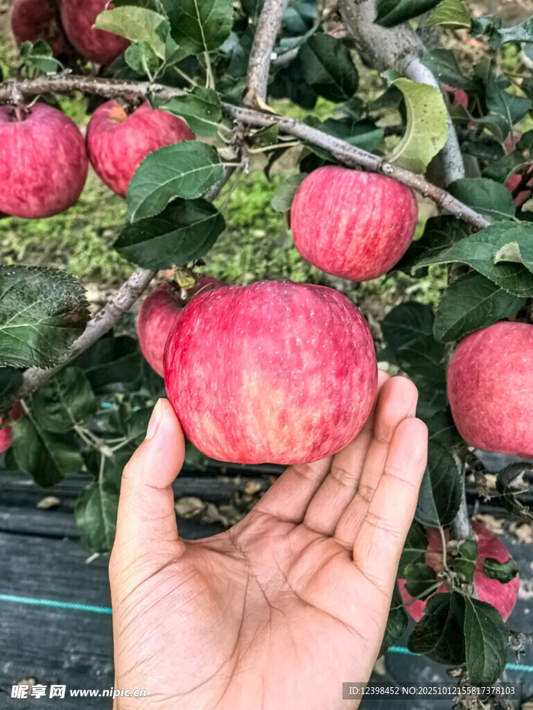 手捧果園鮮摘紅蘋果