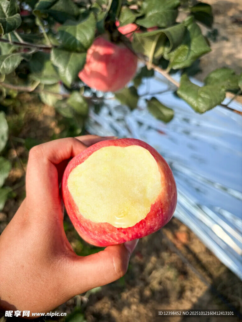 手捧咬過的紅蘋果