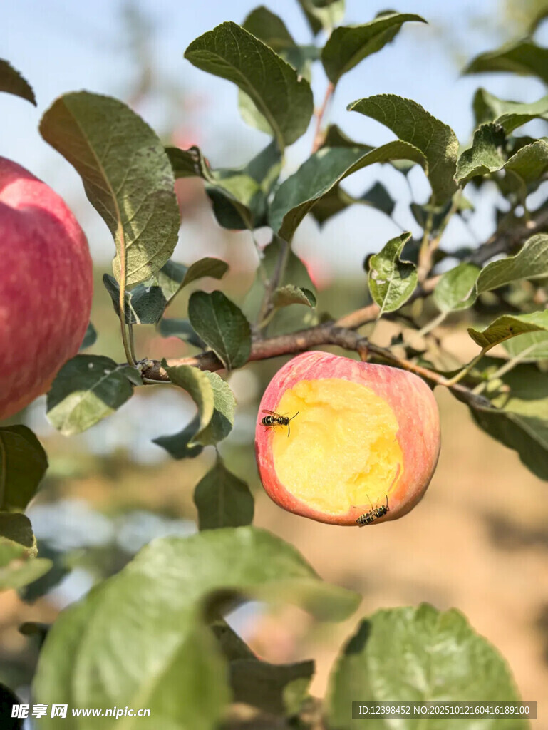 枝頭誘人的紅蘋(píng)果