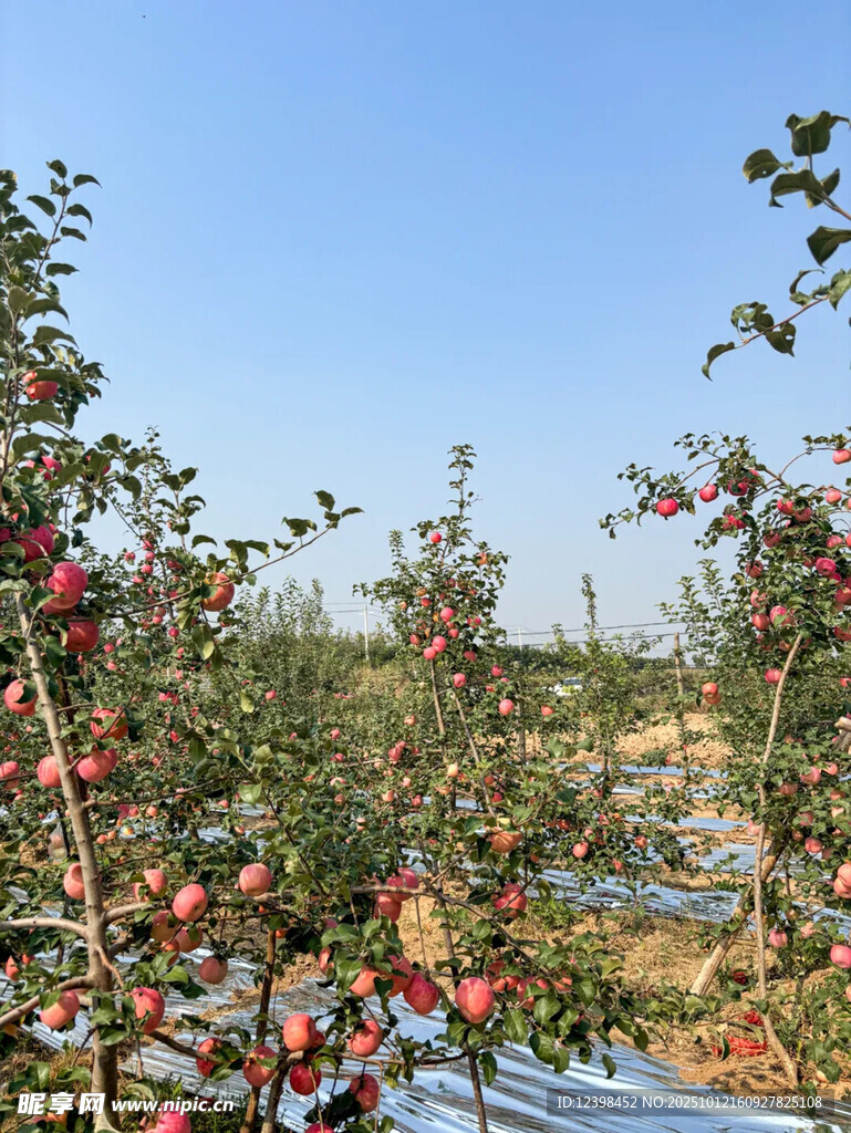 碩果累累的蘋果種植園