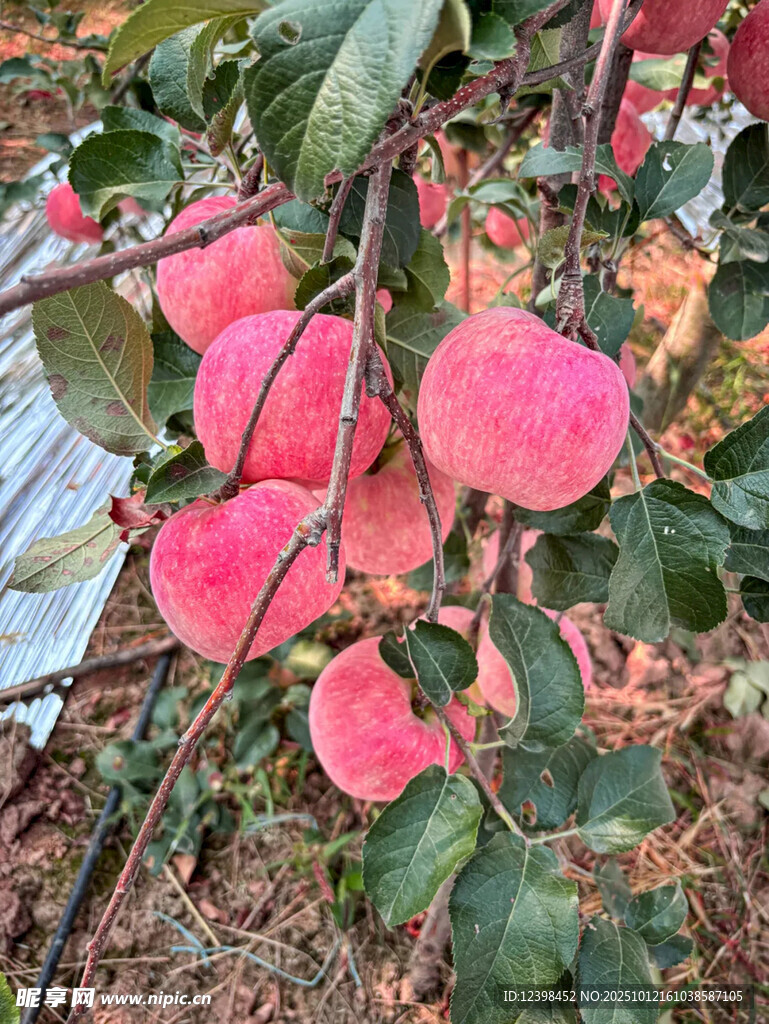 枝頭粉嫩柿子掛滿綠葉間