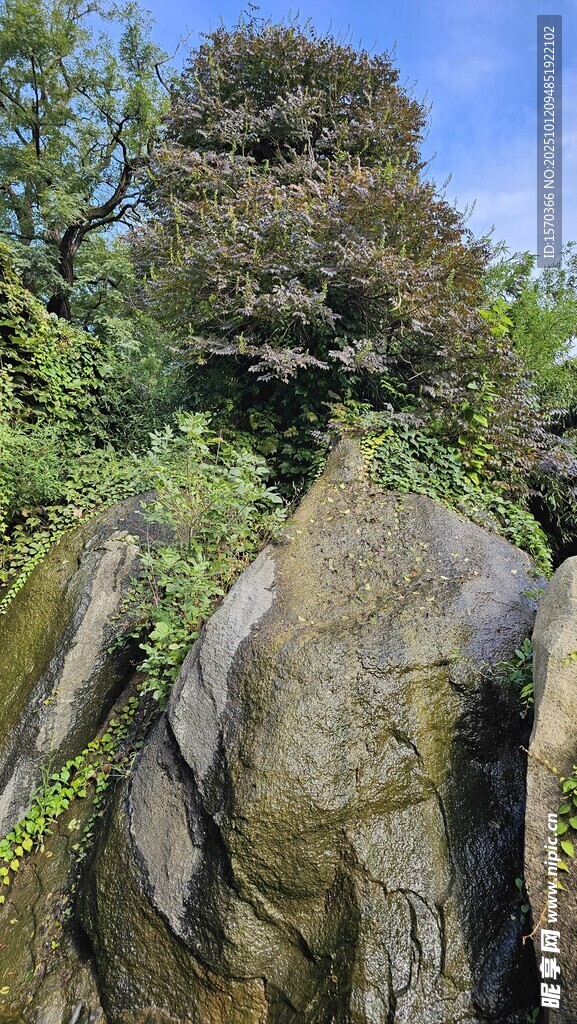 山間巨石與蔥郁植被