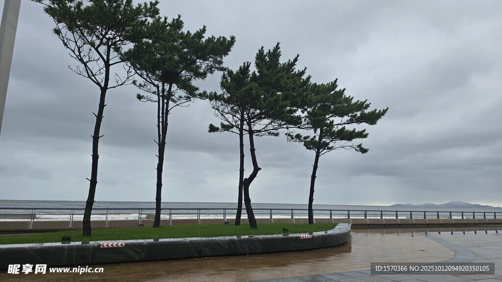 海邊挺立的幾棵松樹(shù)