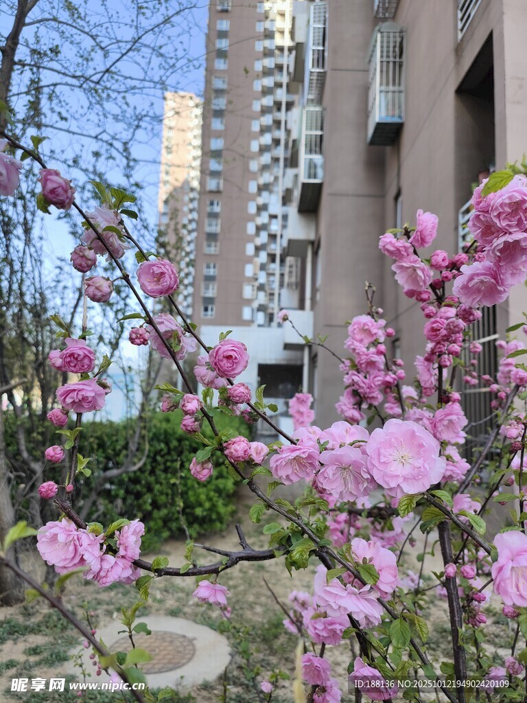 小區(qū)綻放的粉嫩花枝