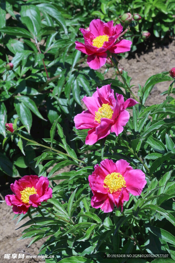 芍藥花  