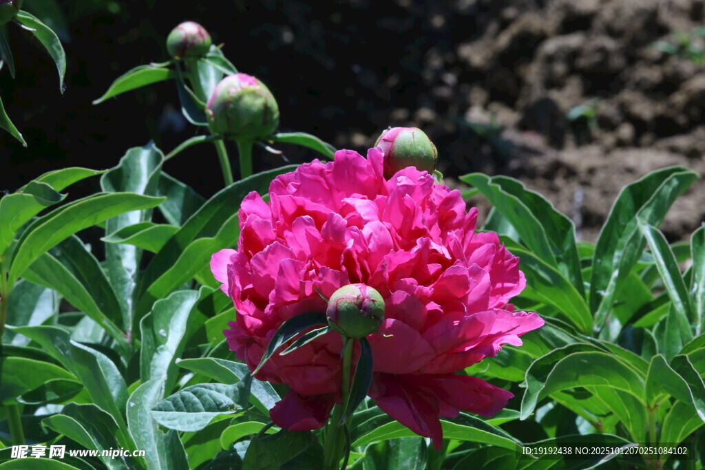 芍藥花  