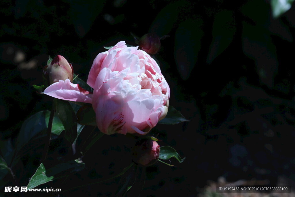 芍藥花 