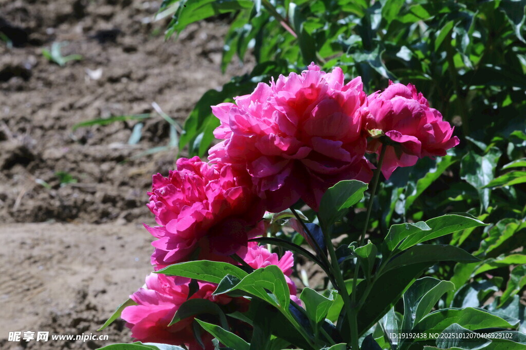 芍藥花  