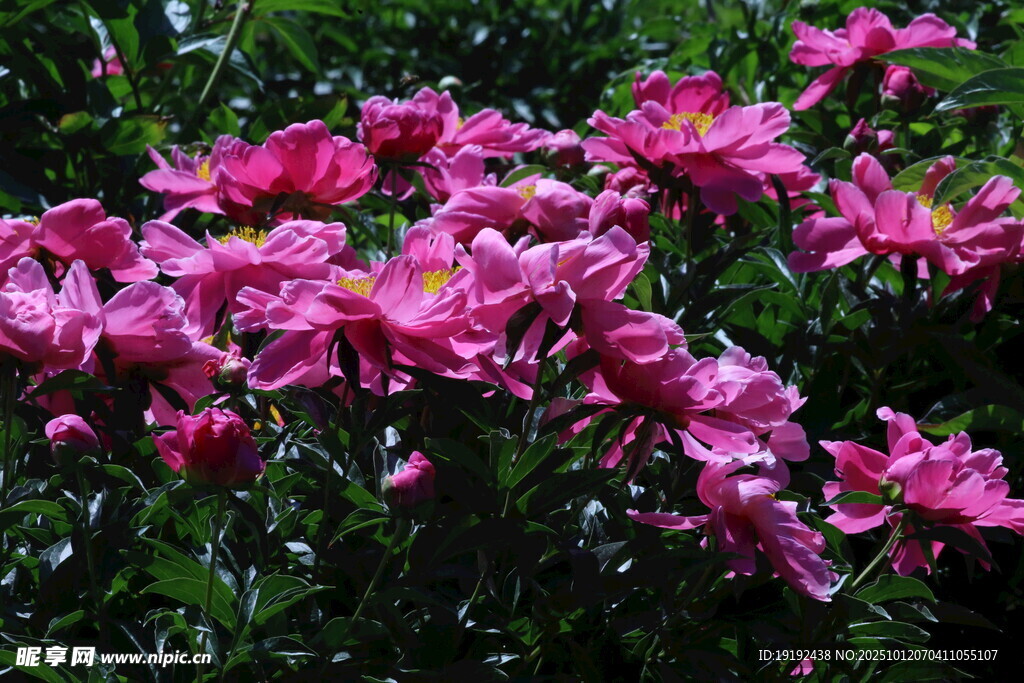 芍藥花 