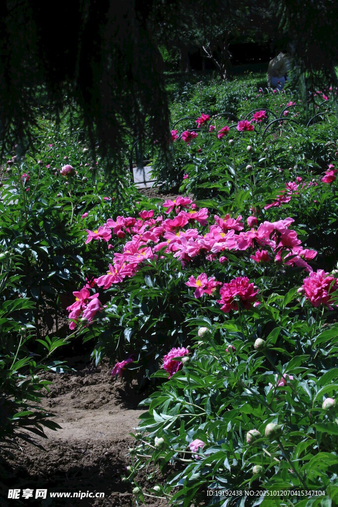 芍藥花  